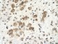 PSMD4 antibody - C-terminal region